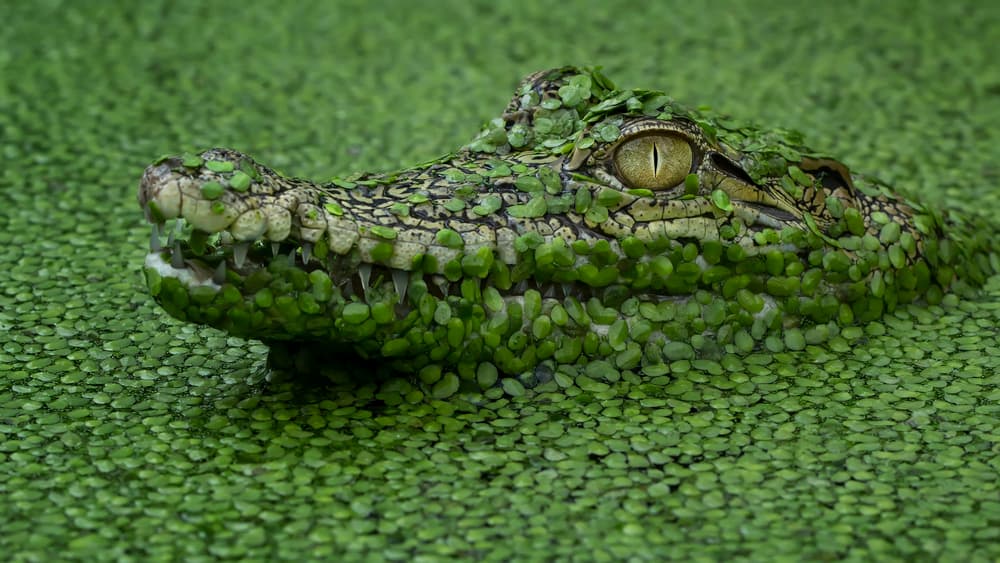 Stealthy Green Crocodile by Tantoyensen — canvas wall art