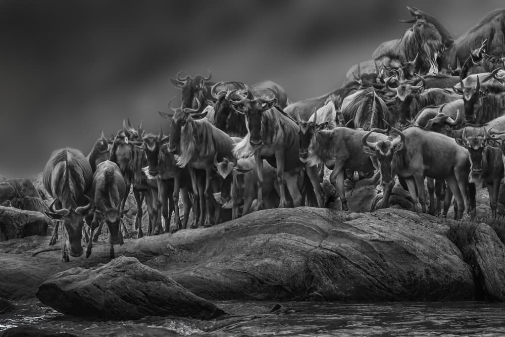 Wildebeest River Crossing by Jenny Qiu — canvas wall art