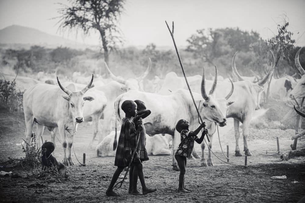 Young African Herders Cattle by Svetlin Yosifov — canvas wall art
