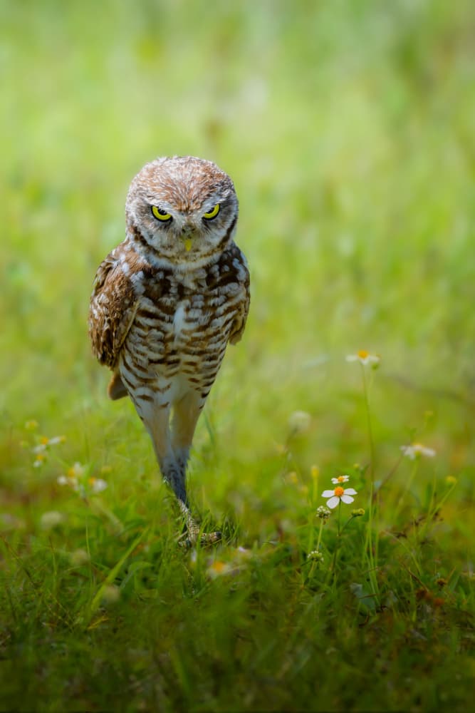 Grumpy Burrowing Owl by Ti Wang — canvas wall art