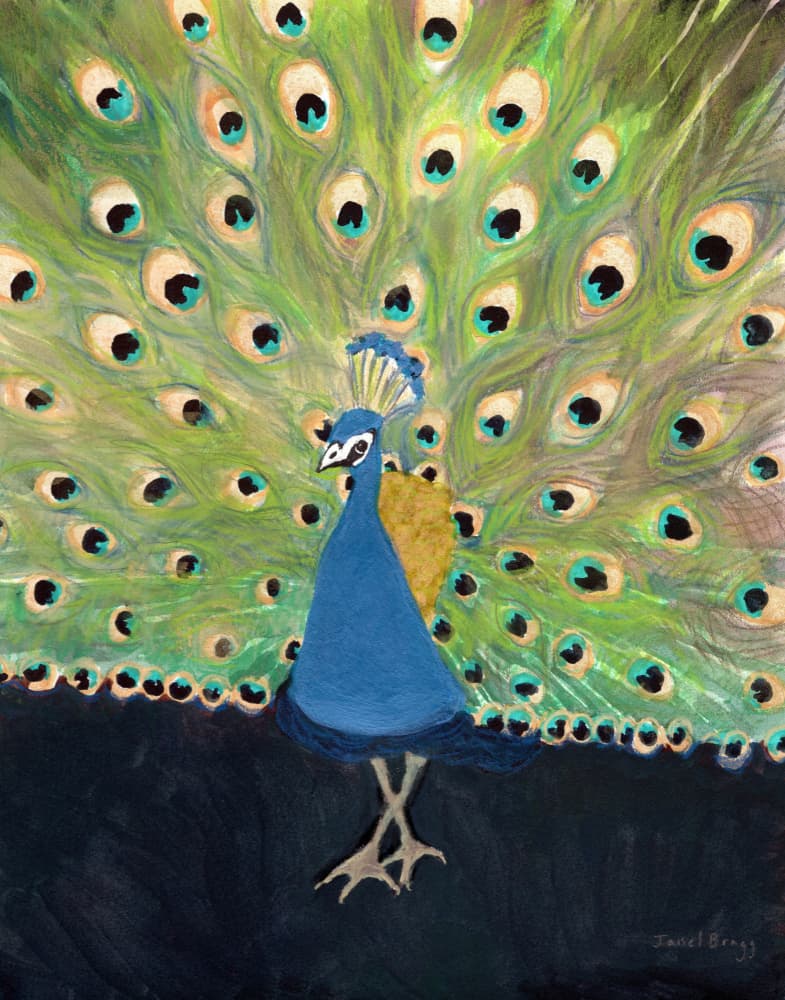 Fanned Peacock Display by Janel Bragg — canvas wall art