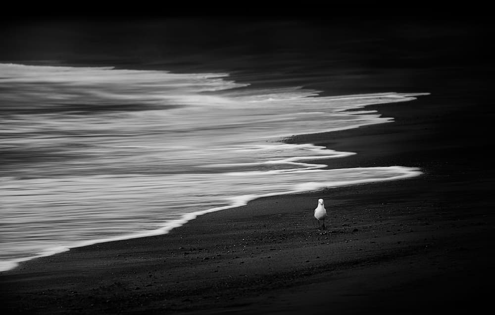 Lone Seagull Black Beach by Joshua Zhang — canvas wall art