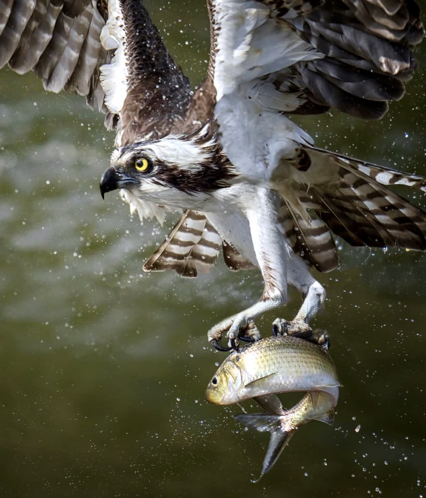 Osprey's Successful Catch by Tao Huang — canvas wall art
