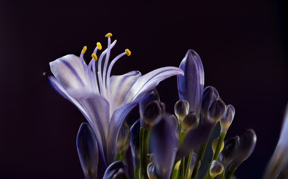 Delicate Agapanthus Bloom by Caroline Bomers — canvas wall art