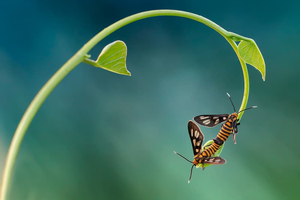 Mating Striped Moths by Hendy Mp — canvas wall art