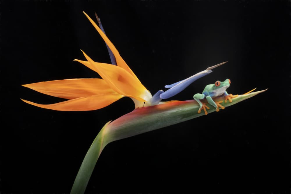 Red-Eyed Frog on Paradise by Linda D Lester — canvas wall art