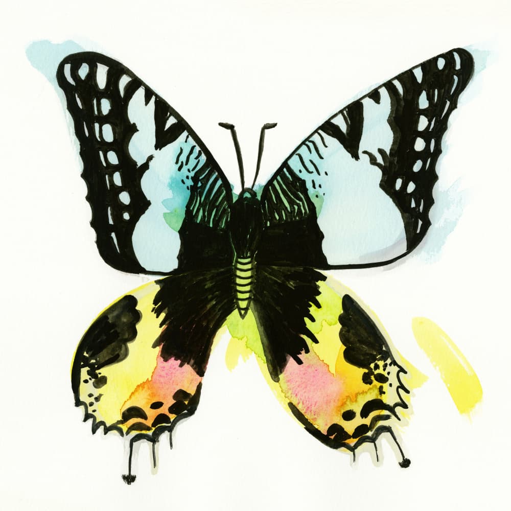 Colorful Watercolor Butterfly by Katy Tanis — canvas wall art
