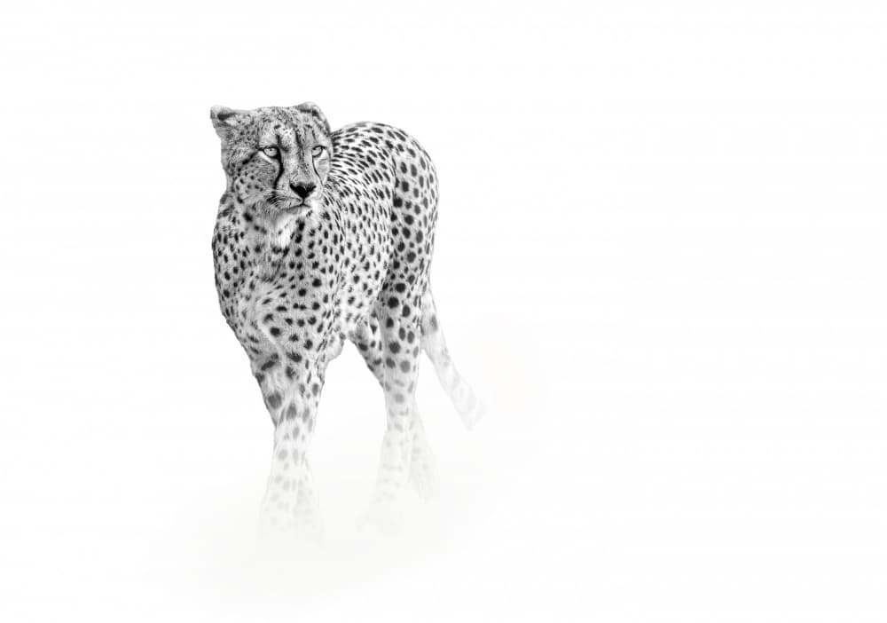 Elegant Cheetah Walk by Anita Singh — canvas wall art
