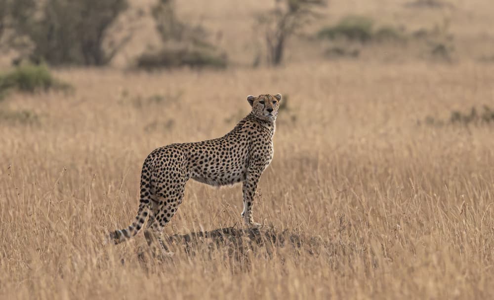 Cheetah In Golden Grass by Johnson Huang — canvas wall art