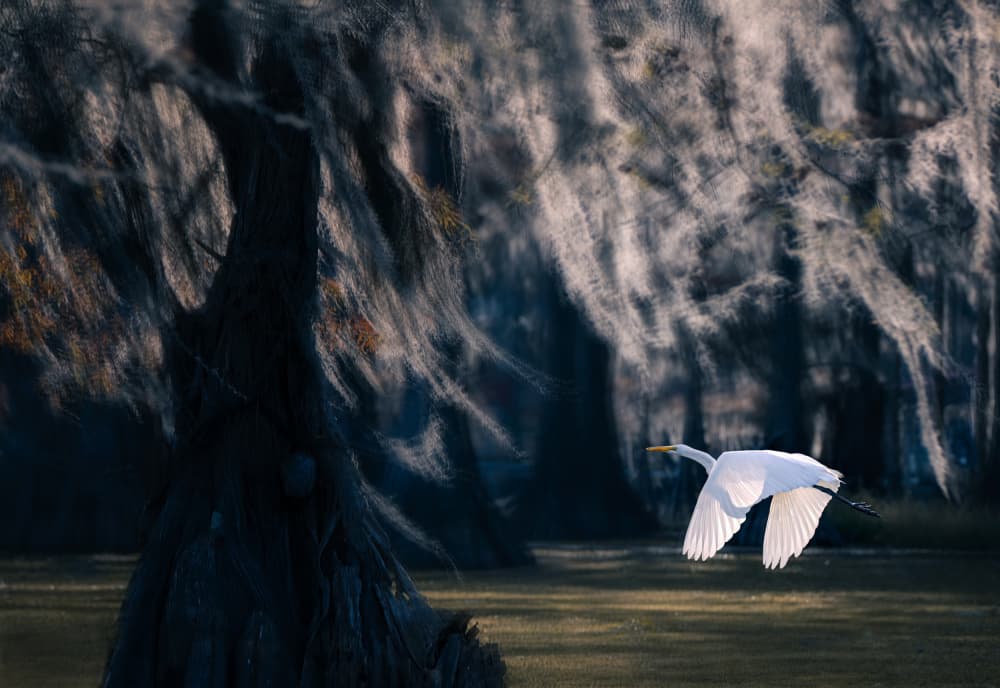 Graceful Egret Flight by Vicki Lai — canvas wall art