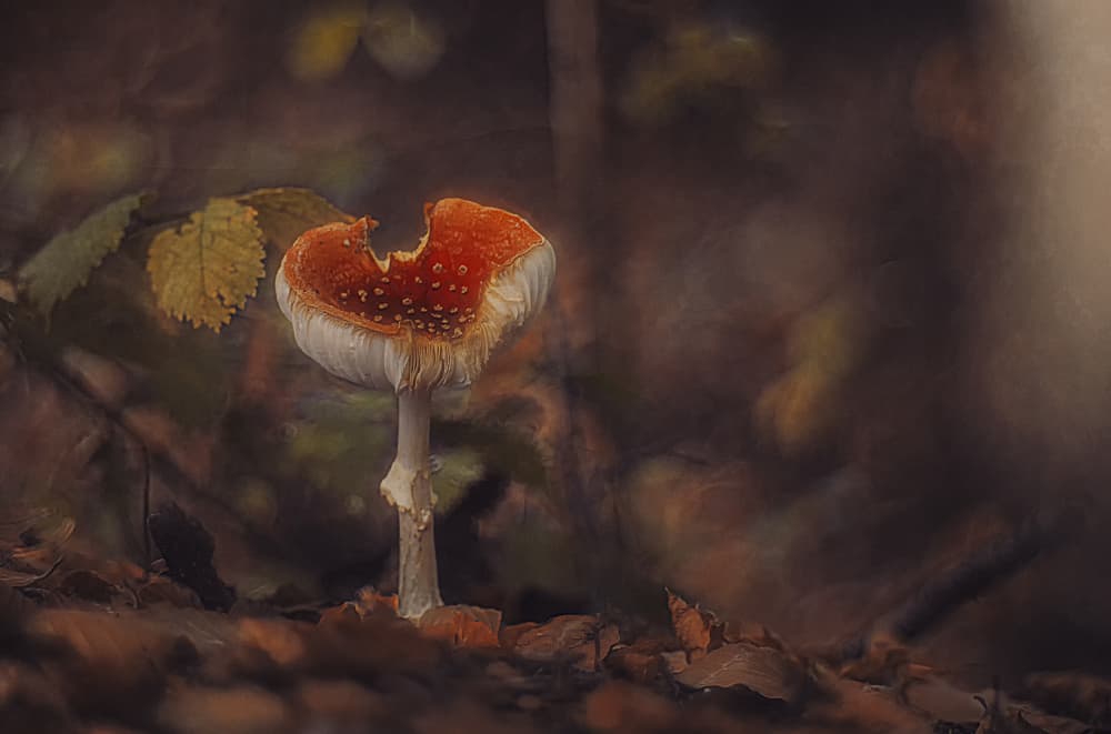 Bitten Red Mushroom by Jan van der Linden — canvas wall art