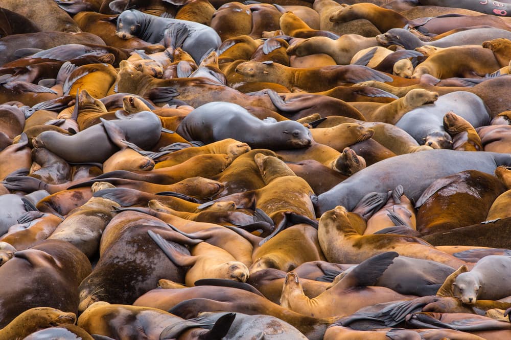 Golden Sea Lions Gathering by Francois Roughol — canvas wall art