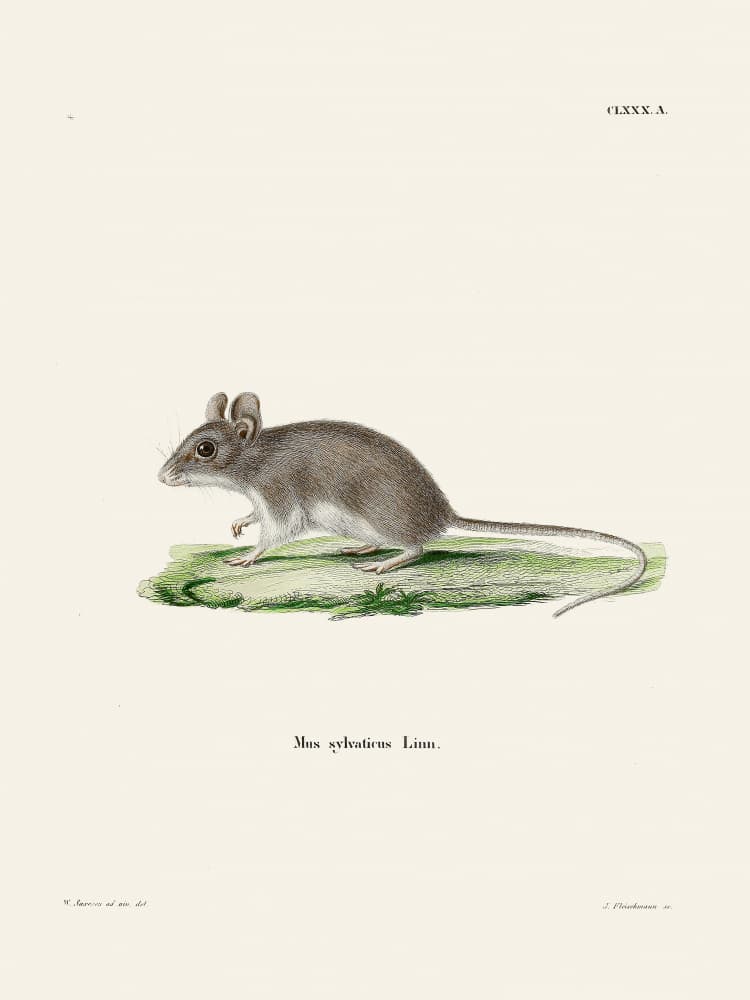 Rat By Johann Christian Daniel Von Schreber by Johann Christian Daniel Von Schreber — canvas wall art
