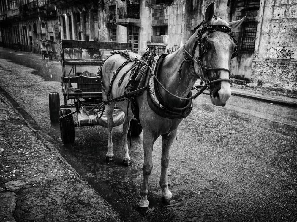 Havana Horse Cart by Pavol Stranak — canvas wall art
