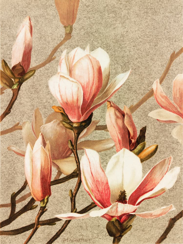 Magnolia