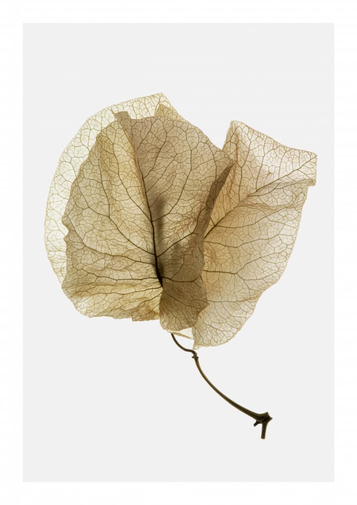 Delicate Leaf Veins by Shot by Clint — canvas wall art