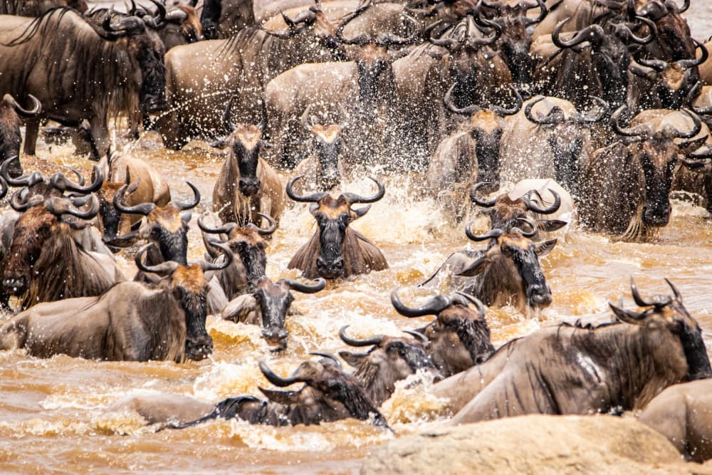 Wildebeest River Crossing by Tomer Huberman — canvas wall art