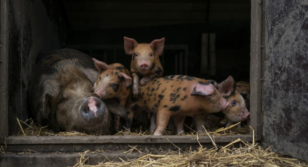 Cozy Piglets And Sow by Gert van den Bosch — canvas wall art