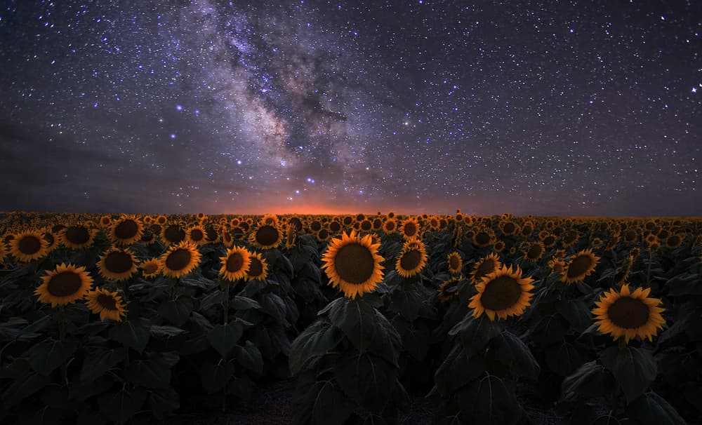 Milky Way Sunflower Field by Mei Xu — canvas wall art
