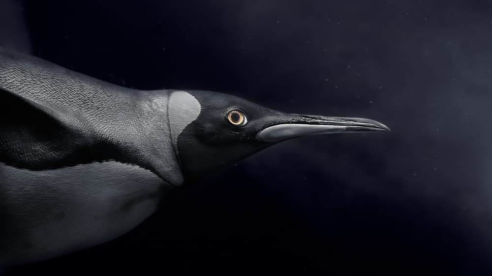 King Penguin Underwater by Kaisyakuji Yushi — canvas wall art