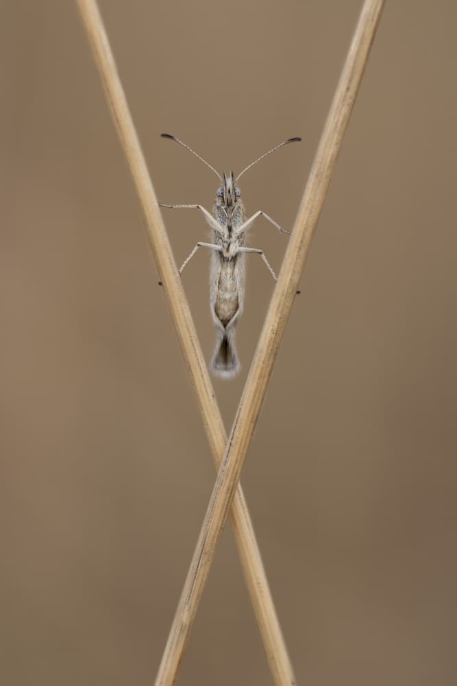 Delicate Insect on Stems by Daan de Vos — canvas wall art