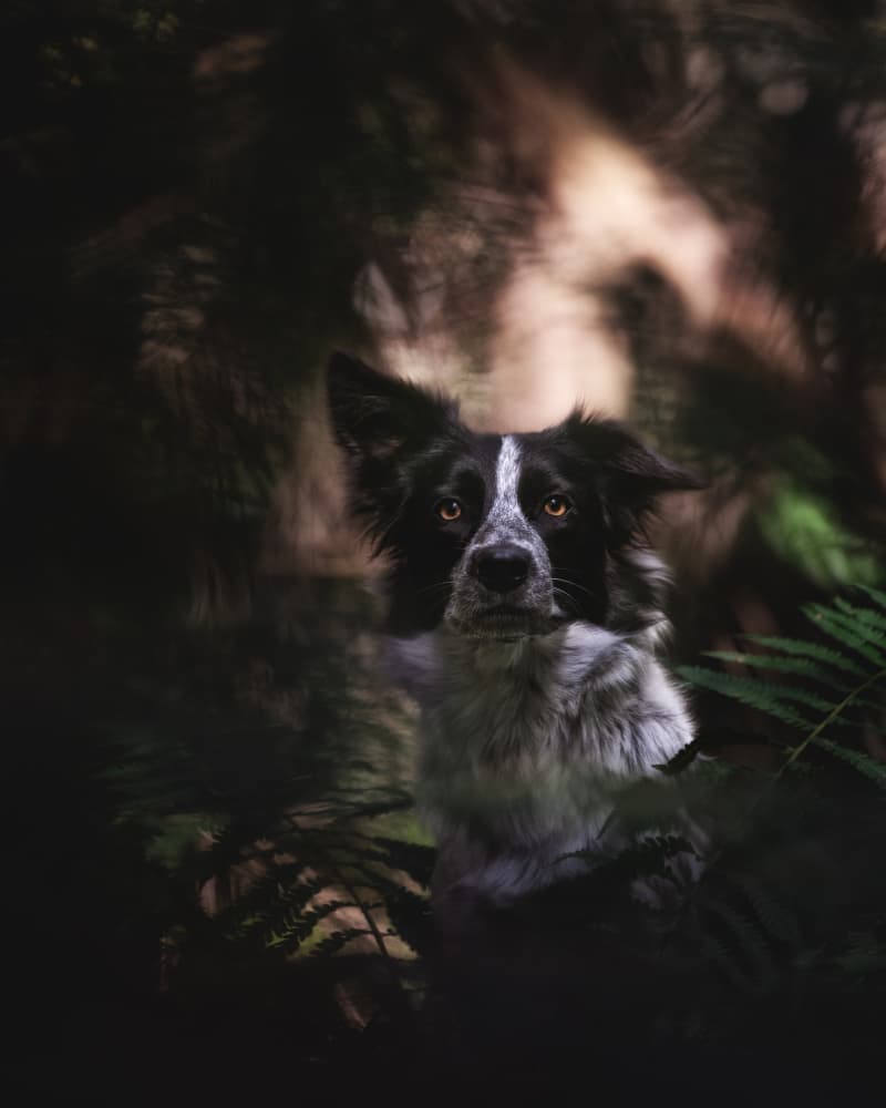 Mysterious Forest Collie by Pali Gerec — canvas wall art