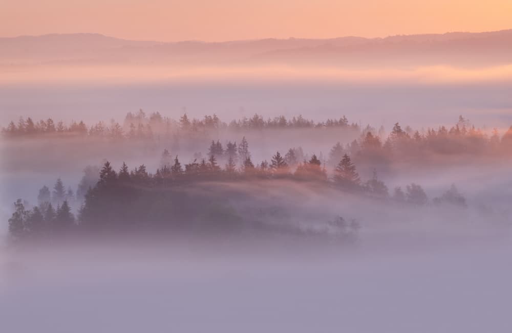 Misty Forest Sunrise by Norbert Maier — canvas wall art