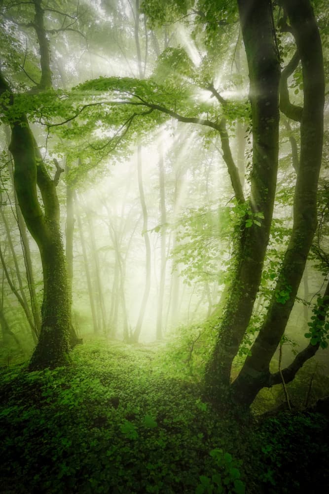 Enchanted Misty Forest by Norbert Maier — canvas wall art