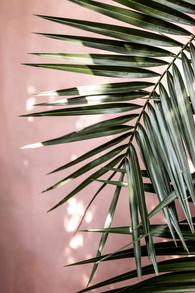 Palm Leaves 23 by Mareike Böhmer — canvas wall art