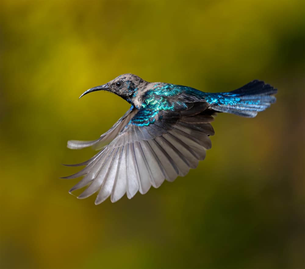 Iridescent Sunbird Flight by Ahmed Elsheshtawy — canvas wall art