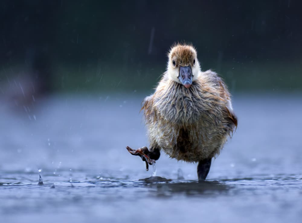 Cute Duckling Splashing by Corry DeLaan — canvas wall art