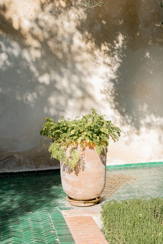 Sunlit Garden Plant by Henrike Schenk — canvas wall art