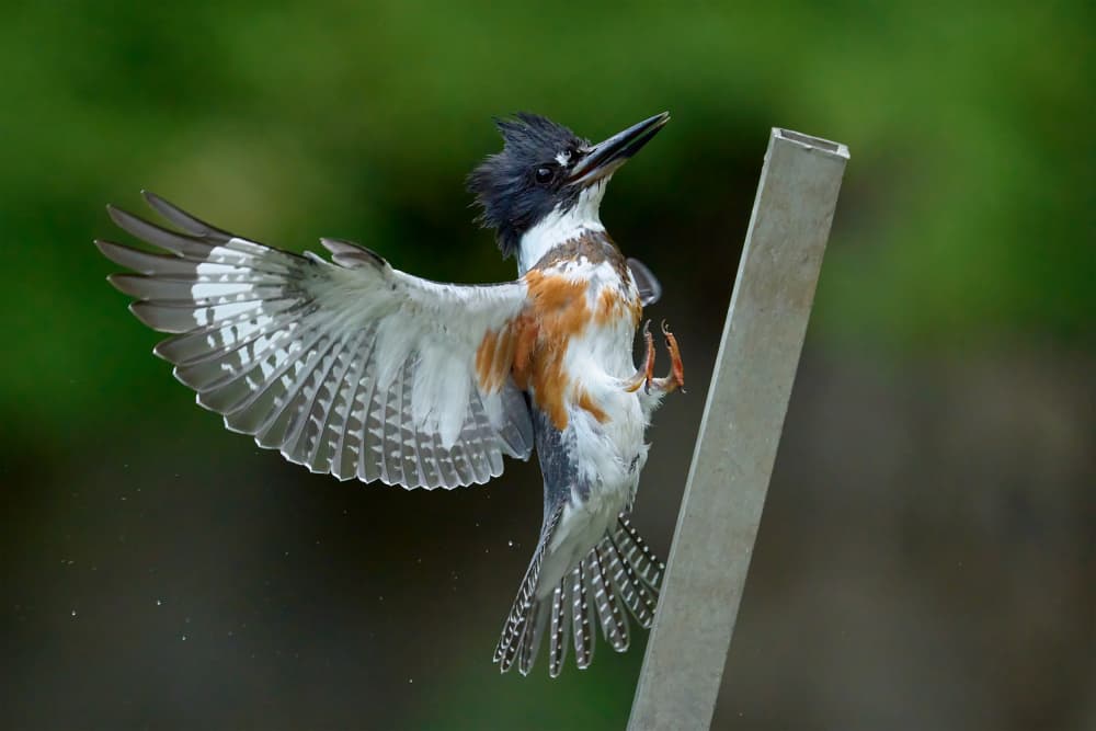 Kingfisher In Flight by Johnny Chen — canvas wall art