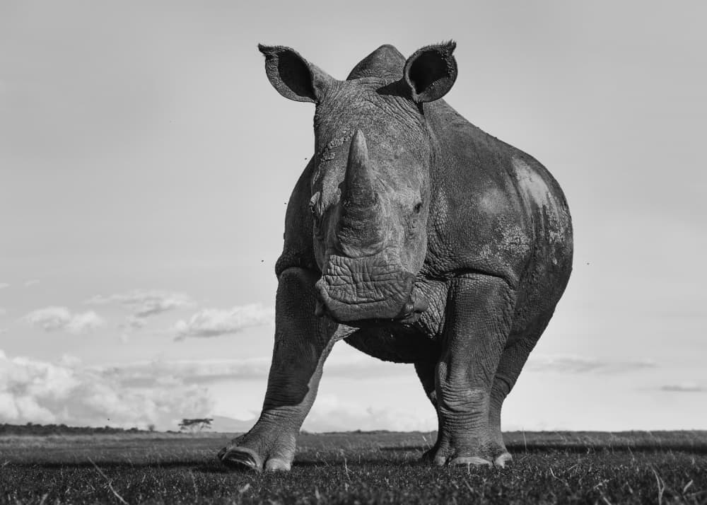 Powerful White Rhino by Jennifer Lu — canvas wall art