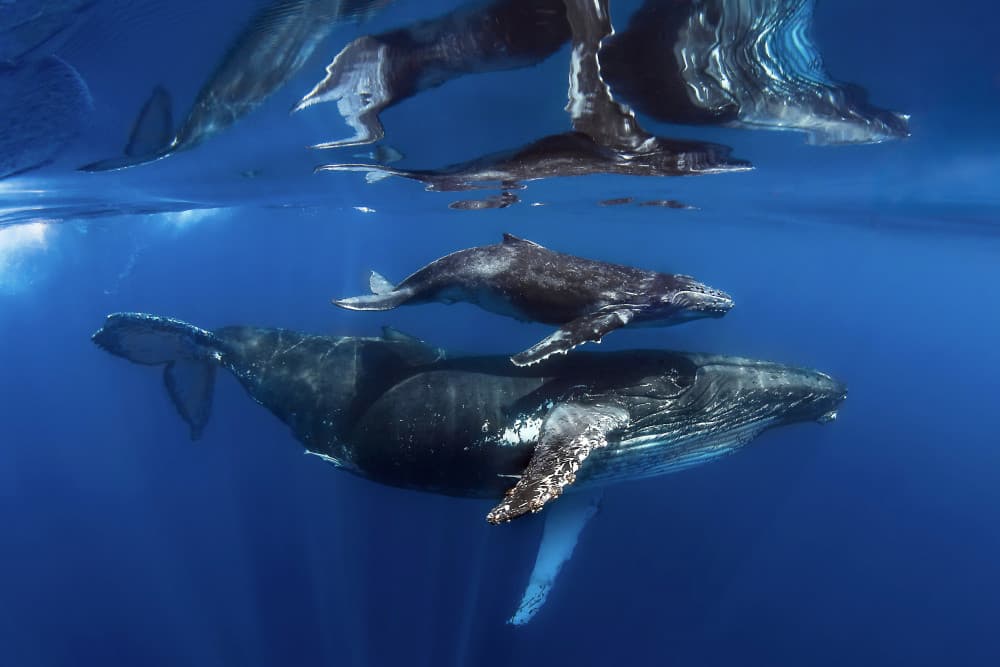 Humpback Whale Family Underwater by Cédric Péneau — canvas wall art