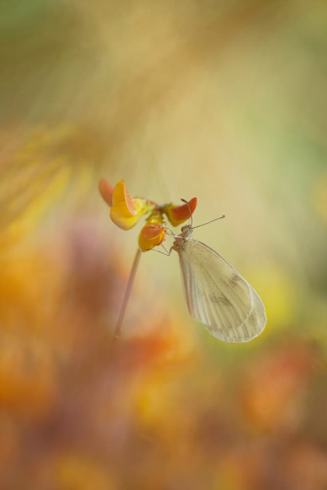 Butterfly on Orange Bloom by Daan de Vos — canvas wall art