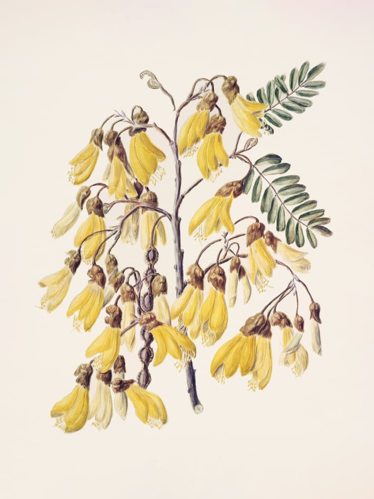 Kowhai Drawn By Sarah Featon (1848–1927) by Sarah Featon — canvas wall art
