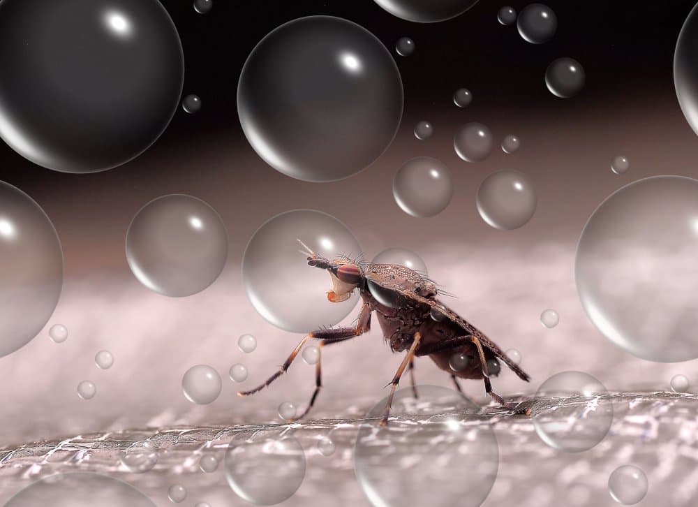 Glistening Bug Bubbles by Thierry Dufour — canvas wall art