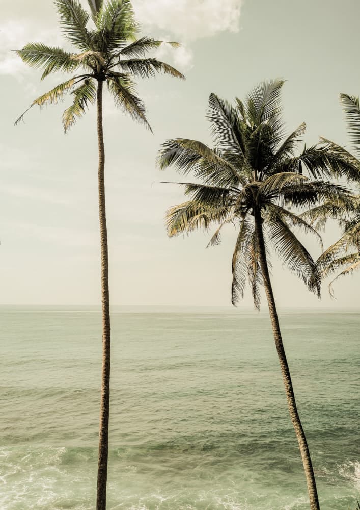 Oceanside Palms by Shot by Clint — canvas wall art