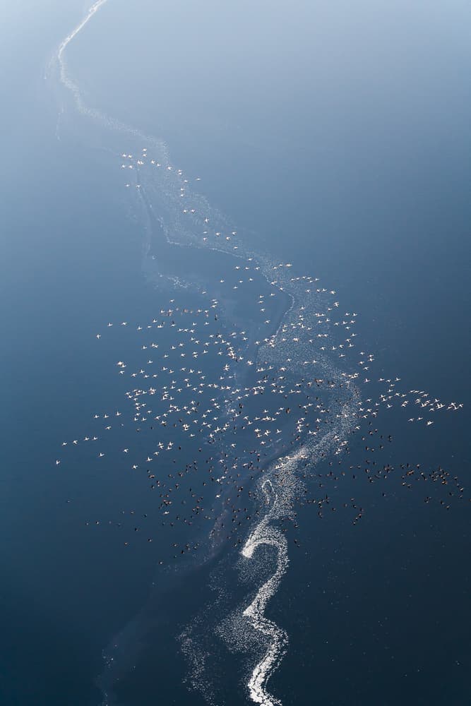 Aerial Bird Patterns by John Fan — canvas wall art