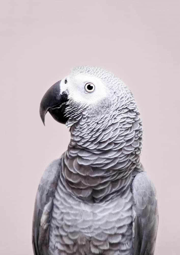 African Grey by Kathrin Pienaar — canvas wall art