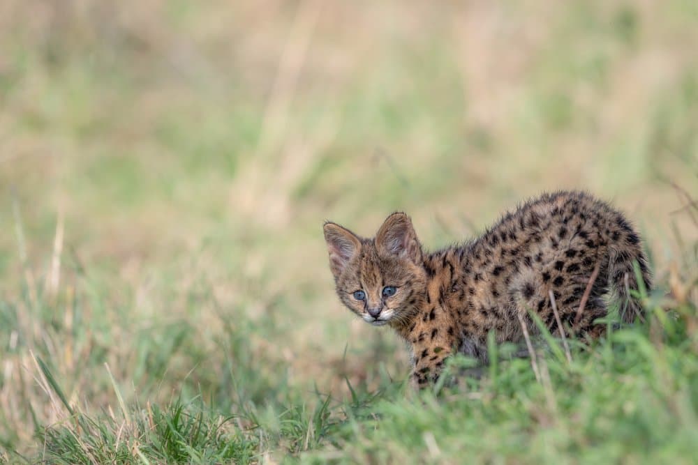 Little Spotted Serval by Alessandro Catta — canvas wall art