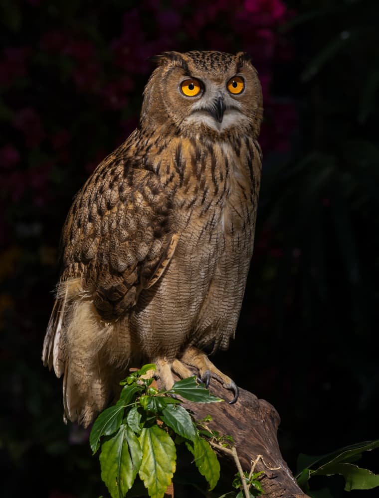Majestic Owl Portrait by DonnaHom APA — canvas wall art