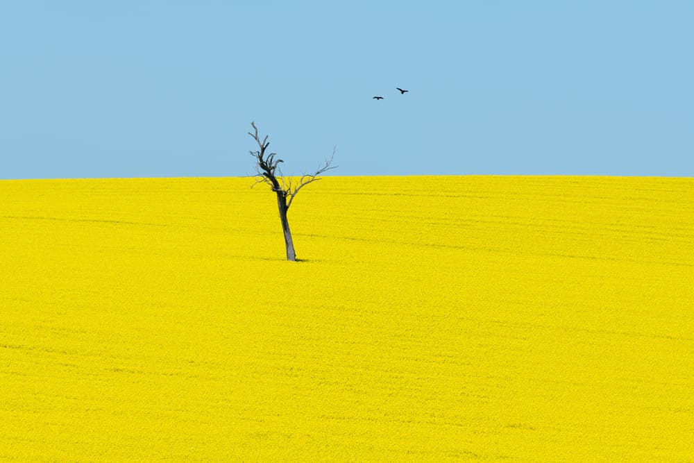 Solitary Tree Yellow Field by ivylu — canvas wall art