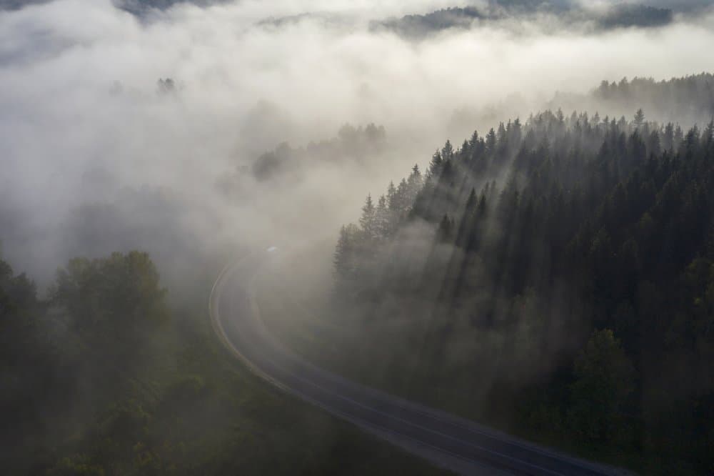 Sun Rays Over Foggy Forest by Dmitry Doronin — canvas wall art