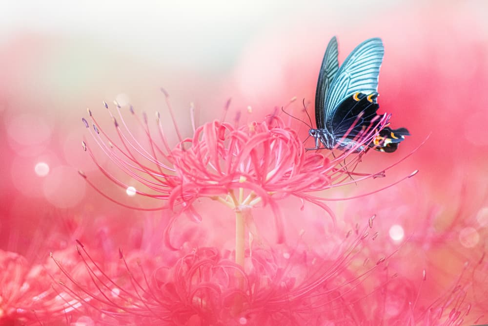 Blue Butterfly Red Lily by Takashi Suzuki — canvas wall art