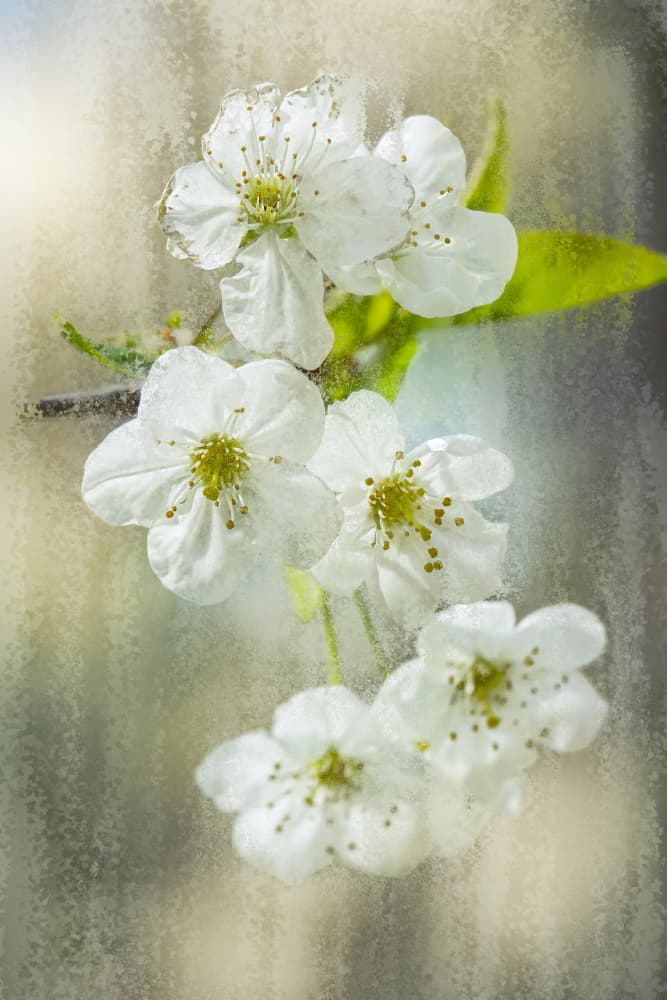 Soft White Blooms by Udrea Dan — canvas wall art