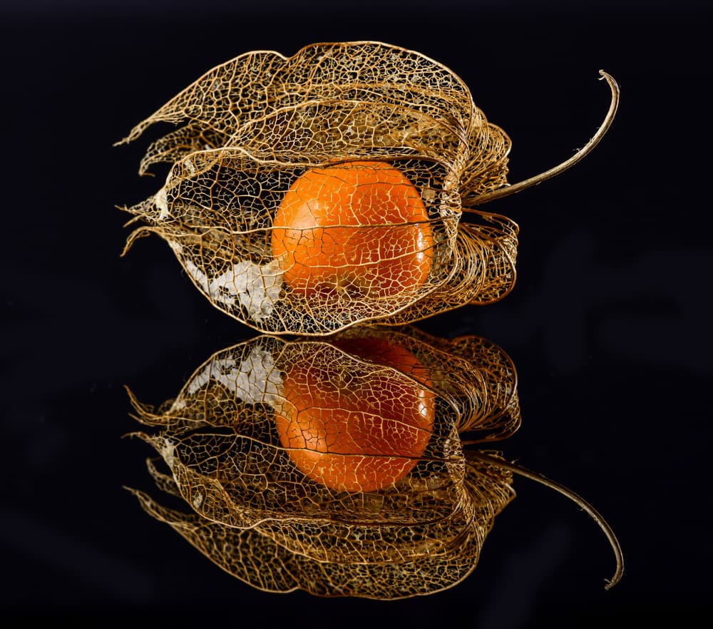 Golden Physalis Reflection by Klaus Grosshanten — canvas wall art