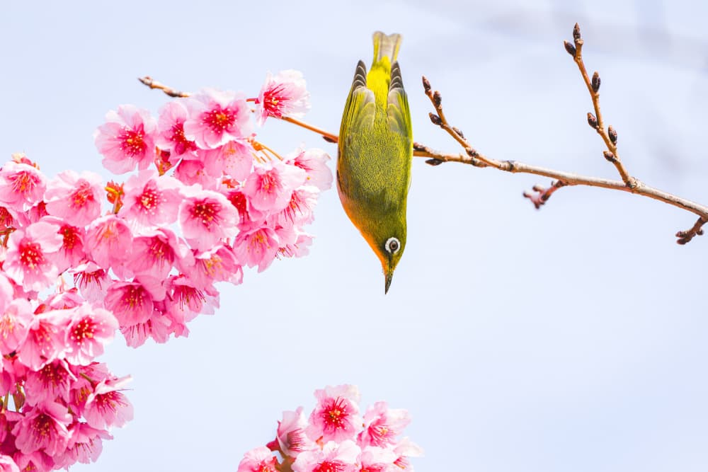 Vibrant Cherry Blossoms Bird by JUNKO TORIKAI — canvas wall art