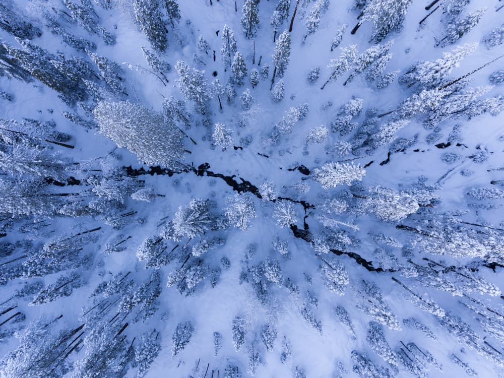 Serene Snowy Forest by Gerald Macua — canvas wall art